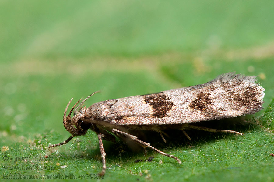 Mirificarma maculatella