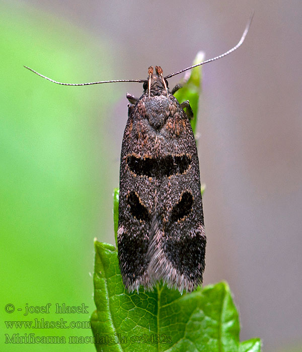 Mirificarma maculatella