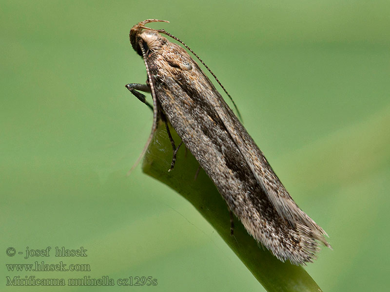 Psota prútnatcová Mirificarma mulinella