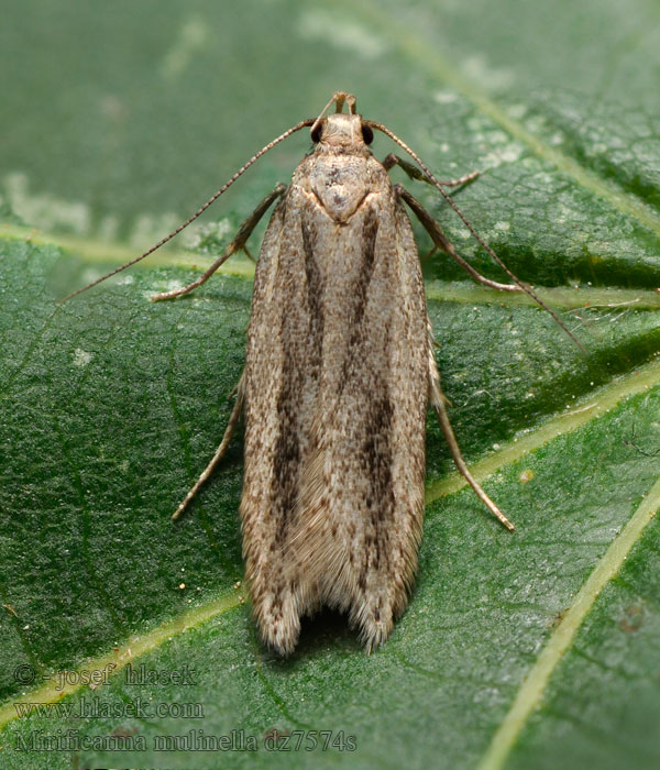 Mirificarma mulinella