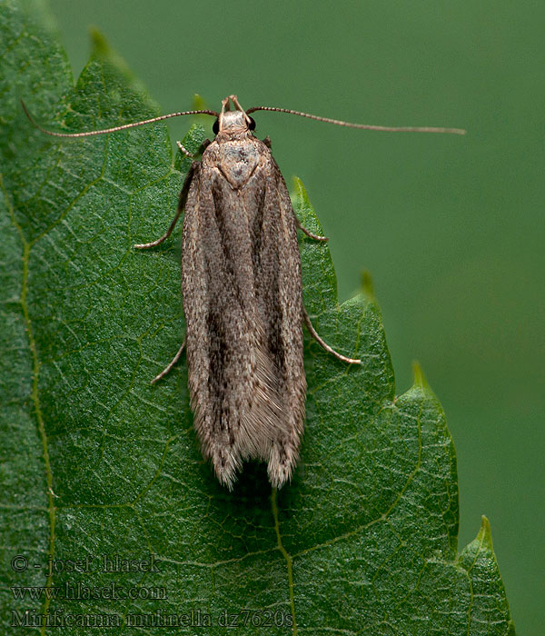 Psota prútnatcová Mirificarma mulinella
