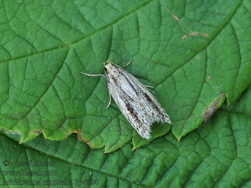 Apexstreckad harrisstävmal Mirificarma mulinella