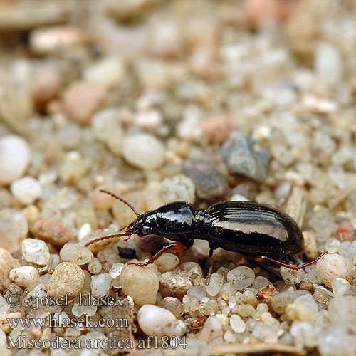 Miscodera arctica af1804 SYN: Readian Leiochiton