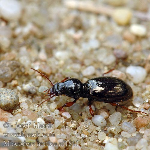 Miscodera arctica af1811 SYN: Readian Leiochiton