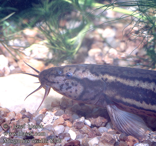 Misgurnus fossilis Weather loach Dyndsmerling Aasianmutakala Mutakala Loche d'étang Grote Modderkruiper Misgurno Réti csík Schlammpeitzger Piskorz Čík európsky Pískoř pruhovaný Locha estaque Europeisk slampiskare Вьюн dynnsmerling Ţipar chişcar Činklja Čikov