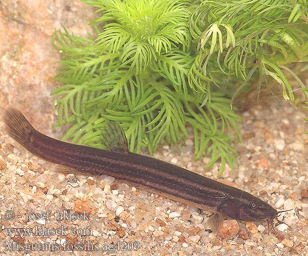 Misgurnus fossilis Weather loach Dyndsmerling Aasianmutakala Mutakala Loche d'étang Grote Modderkruiper Misgurno Réti csík Schlammpeitzger Piskorz Čík európsky Pískoř pruhovaný Locha estaque Europeisk slampiskare Вьюн dynnsmerling Ţipar chişcar Činklja Čikov