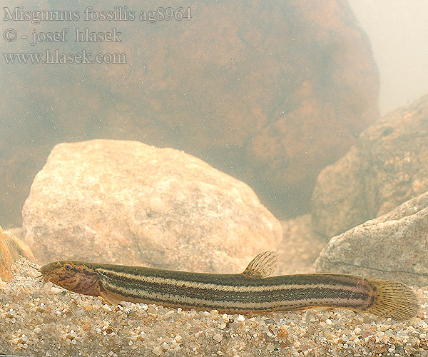 Misgurnus fossilis Pískoř pruhovaný Locha estaque Europeisk slampiskare Вьюн dynnsmerling Ţipar chişcar Činklja Čikov Weather loach Dyndsmerling Aasianmutakala Mutakala Loche d'étang Grote Modderkruiper Misgurno Réti csík Schlammpeitzger Piskorz Čík európsky