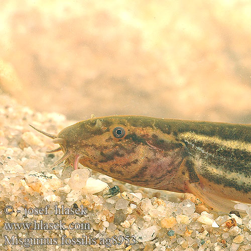 Misgurnus fossilis Europeisk slampiskare Вьюн dynnsmerling Ţipar chişcar Činklja Čikov Weather loach Dyndsmerling Aasianmutakala Mutakala Loche d'étang Grote Modderkruiper Misgurno Réti csík Schlammpeitzger Piskorz Čík európsky Pískoř pruhovaný Locha estaque