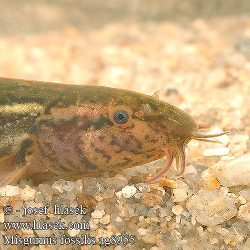 Вьюн dynnsmerling Ţipar chişcar Činklja Čikov Weather loach Dyndsmerling Aasianmutakala Mutakala Loche d'étang Grote Modderkruiper Misgurno Réti csík Schlammpeitzger Piskorz Čík európsky Pískoř pruhovaný Locha estaque Misgurnus fossilis Europeisk slampiskare