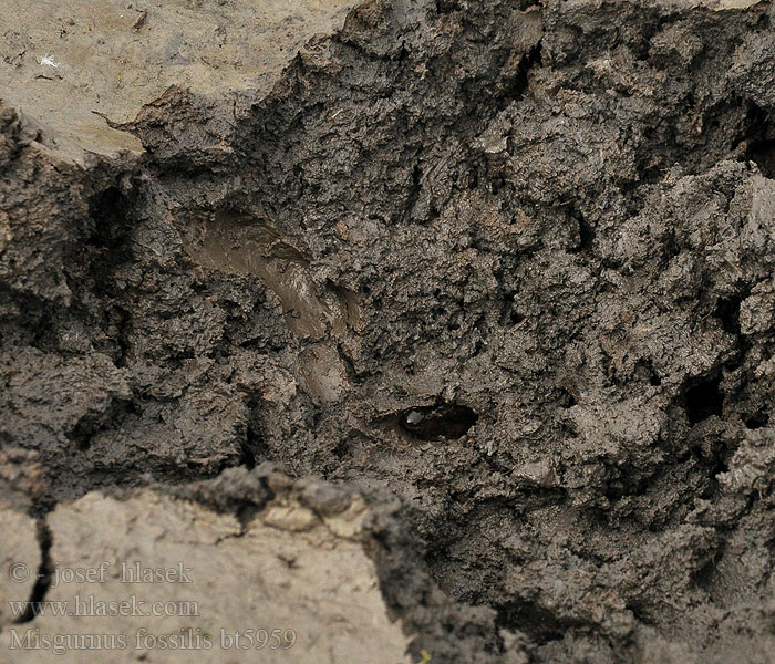 Misgurnus fossilis Réti csík Schlammpeitzger Piskorz Čík európsky