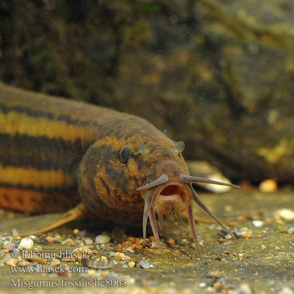 Misgurnus fossilis Piskorz Čík európsky