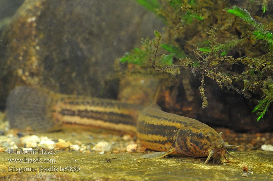 Misgurnus fossilis Pískoř pruhovaný