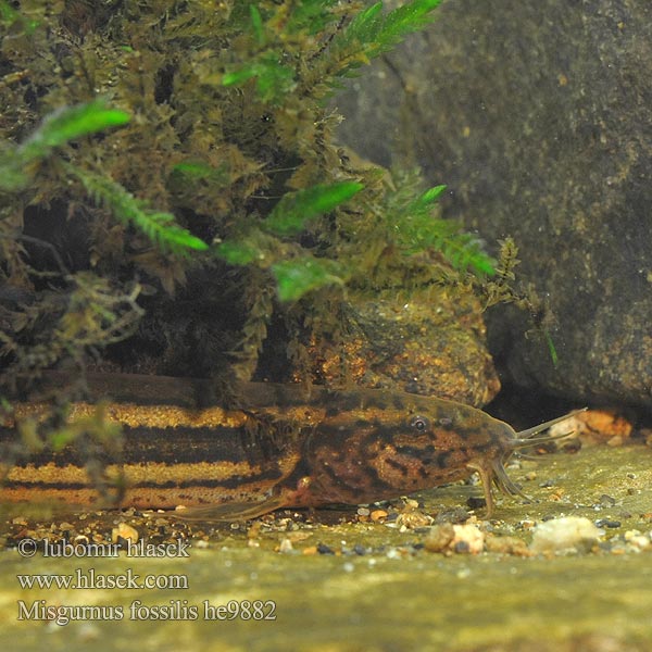 Misgurnus fossilis Locha estaque Europeisk slampiskare