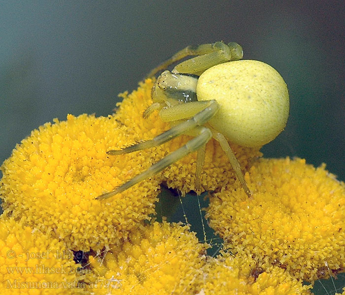 Misumena vatia Goldenrod Crab Spider Veränderliche Krabbenspinne