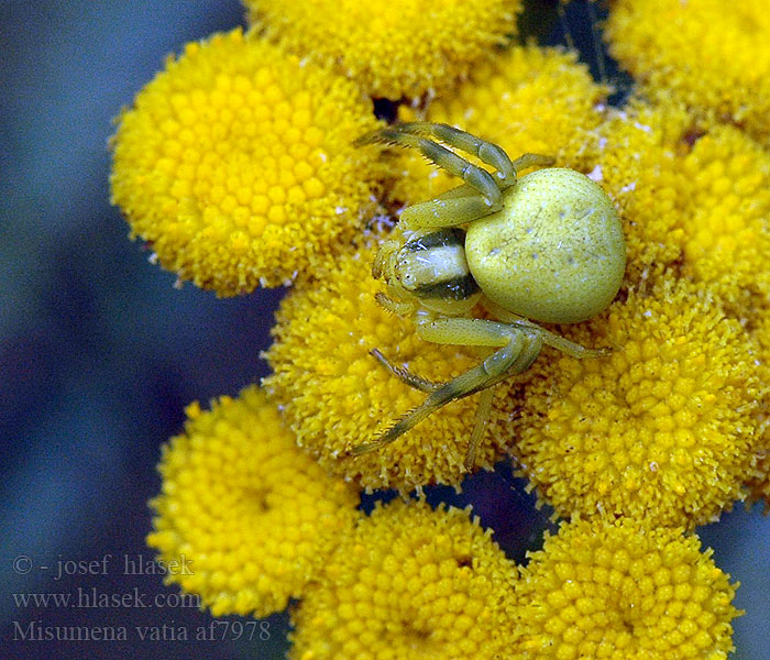 Misumena vatia Araignée-Citron misumène Běžník kopretinový