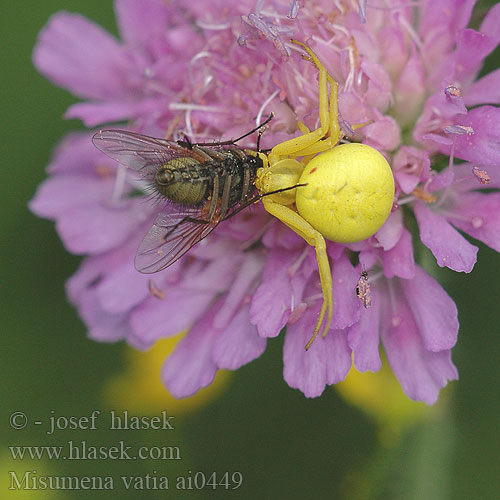 Misumena vatia Goldenrod Crab Spider Veränderliche Krabbenspinne Araignée-Citron misumène Běžník kopretinový Kvetárik dvojtvarý Kamæleonedderkop Kukkahämähäkki Gewone kameleonspin Viráglakó karolópók Blomkrabbspindeln Araña Cangrejo Kameleon krabbe-edderkopp Krabbeedderkopp Pająk kwietnik Паук-краб Паук-бокоход