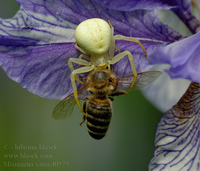 Misumena vatia Blomkrabbspindeln Araña Cangrejo