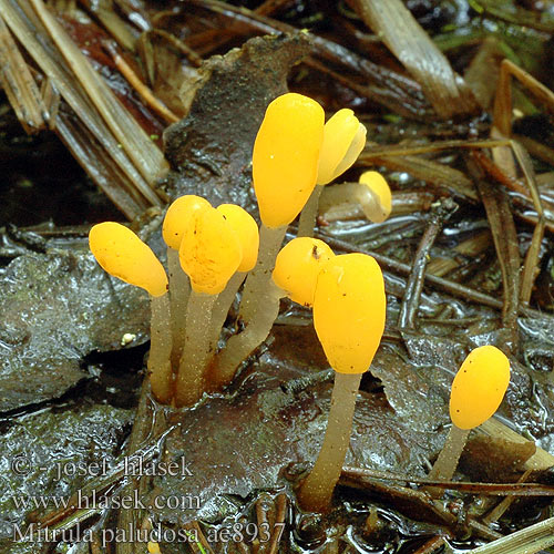 Moseklubbemorkel phalloides sumpklubbemorkel カンムリタケ Митруля болотная Mitrula paludosa Bog Beacon Gul nøkketunge keltanupikka Mitrule marais Beekmijtertje Mocsári sapkásgomba Sumpf-Haubenpilz Mitróweczka błotna Čiapočka močiarna Čapulka bahenní