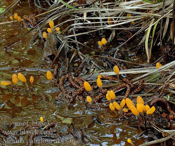 Mitrula paludosa ak2736