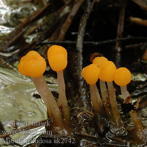 Čapulka bahenní Moseklubbemorkel phalloides sumpklubbemorkel カンムリタケ Митруля болотная Mitrula paludosa Bog Beacon Gul nøkketunge Keltanupikka Mitrule marais Beekmijtertje Mocsári sapkásgomba Sumpf-Haubenpilz Mitróweczka błotna Čiapočka močiarna