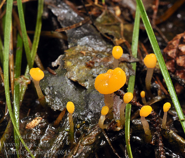 カンムリタケ Митруля болотная Mitrula paludosa Bog Beacon Gul nøkketunge Keltanupikka Mitrule marais Beekmijtertje Mocsári sapkásgomba Sumpf-Haubenpilz Mitróweczka błotna Čiapočka močiarna Čapulka bahenní Moseklubbemorkel phalloides sumpklubbemorkel