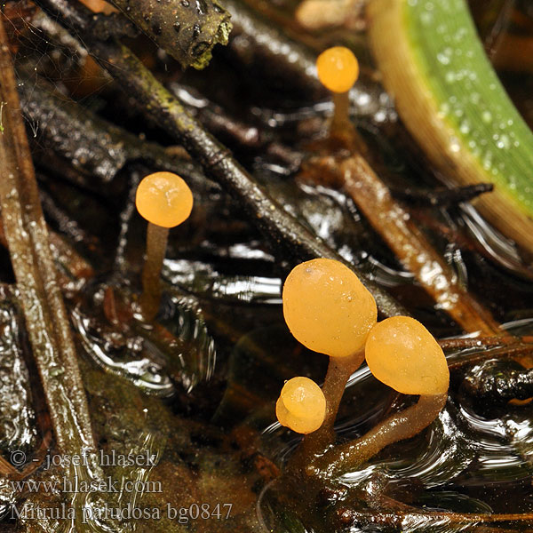 Mitrula paludosa bg0847