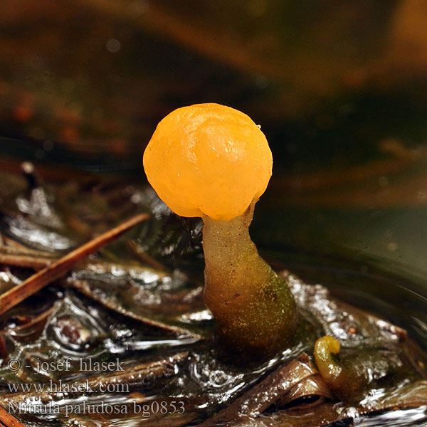 Mitrula paludosa bg0853