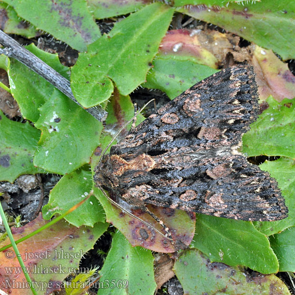 Geißblatt-Brauneule Syysruskoyökkönen Noctuelle saturée