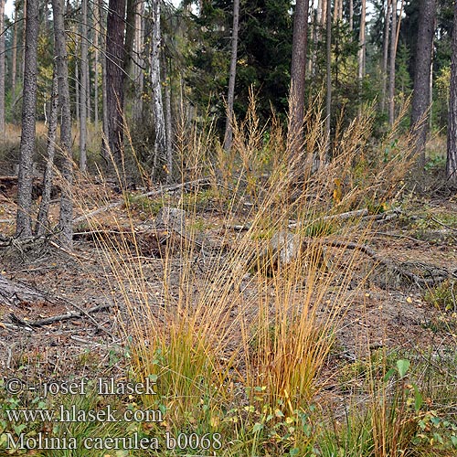 Molinia caerulea Almindelig Blåtop Purple Moor Grass Pijpenstrootje