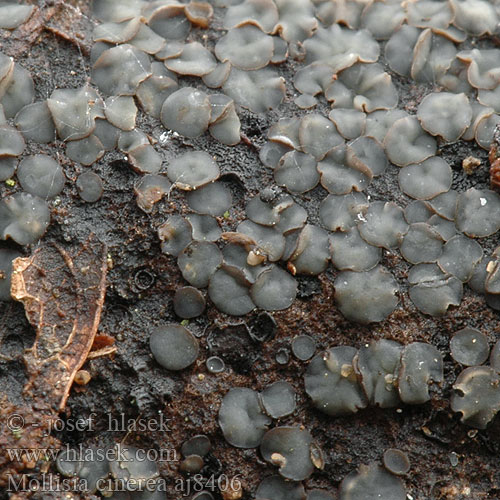 Mollisia cinerea Terčenka popelavá Common Grey Disco Almindelig Gråskive Harmakka Gedrongen mollisia Aschgraues Weichbecherchen Gråskål Моллизияа пепельно-серая