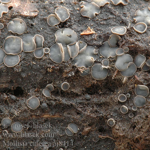 Almindelig Gråskive Harmakka Gedrongen mollisia Aschgraues Weichbecherchen Gråskål Моллизияа пепельно-серая Mollisia cinerea Terčenka popelavá Common Grey Disco