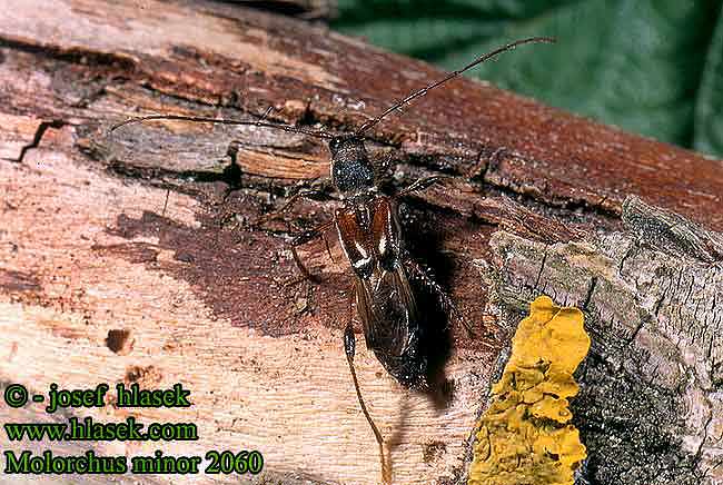 Molorchus minor Kleine kortschildbok Kleiner Dunkelschenkliger Kurzdeckenbock Kurtek mniejszy Fuzáč polokrovkový Tesařík polokrový Неполнокрыл Малый