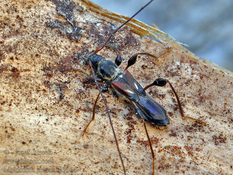 Kurtek mniejszy Molorchus minor