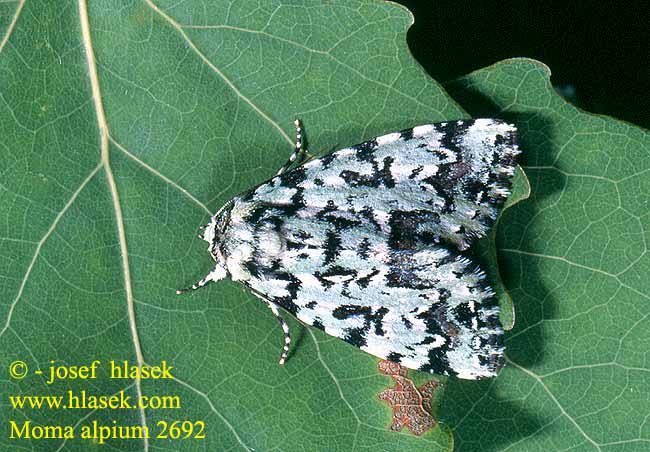 Moma alpium Scarce Merveille Jour Seladoneule Orion