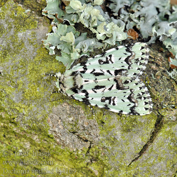 Avrilière ゴマケンモン Scarce Merveille Jour Moma alpium