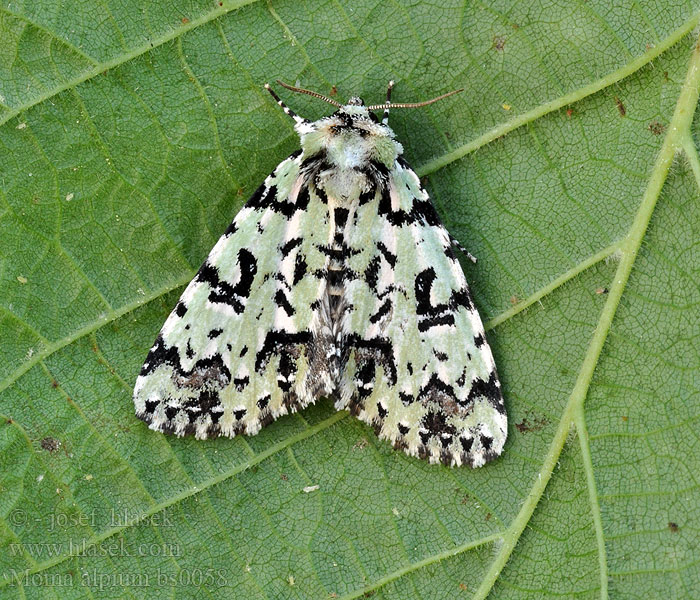 Moma alpium Scarce Merveille Jour