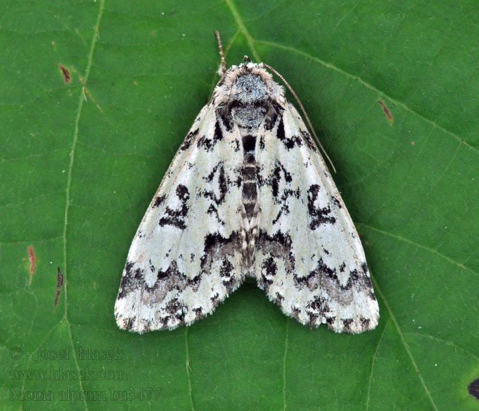 Scarce Merveille Jour Moma alpium