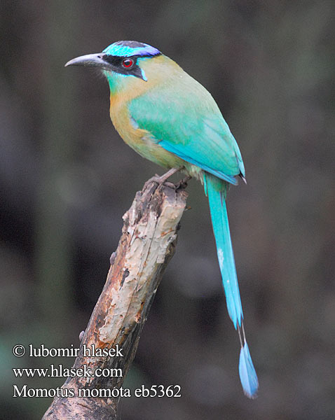 Momotus momota Momot černolící Blåkronet Motmot Blauscheitelmotmot Blue-crowned Motmot Blue-diademed Burgo Momoto Común corona azul Taragón coroniazul Diadeem-motmot Sinipäämomotti Motmot houtouc corona azzurra ハチクイモドキ Blauwkapmotmot Blåpannemotmot Momot pospolity Pilodziób wspanialy Udu-coroado Udu-de-coroa-azul большой момот Синешапочный