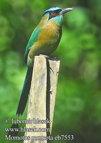 Blue-crowned Motmot Blue-diademed Burgo Momoto Común corona azul Taragón coroniazul Diadeem-motmot Sinipäämomotti Motmot houtouc corona azzurra ハチクイモドキ Blauwkapmotmot Blåpannemotmot Momot pospolity Pilodziób wspanialy Udu-coroado Udu-de-coroa-azul большой момот Синешапочный Momotus momota Momot černolící Blåkronet Motmot Blauscheitelmotmot