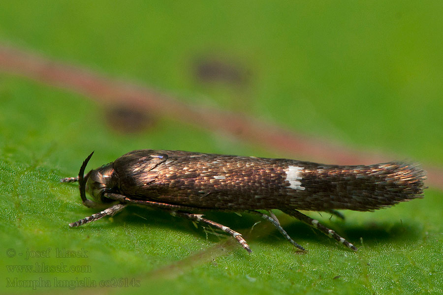 Mompha langiella Psotička Langova