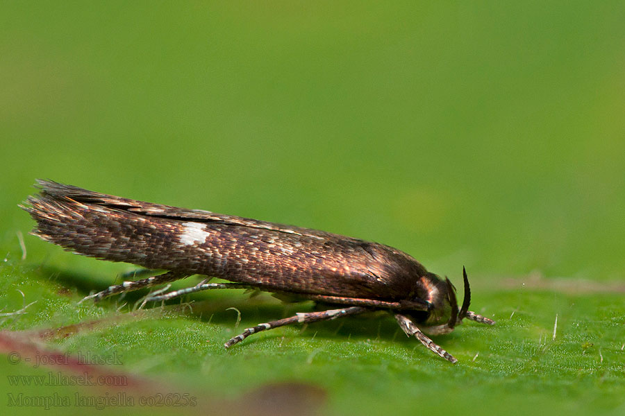 Mompha langiella Zwarte heksenkruidmot