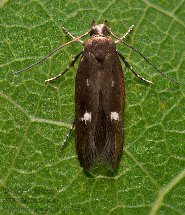 Mompha langiella Punktbrokmal