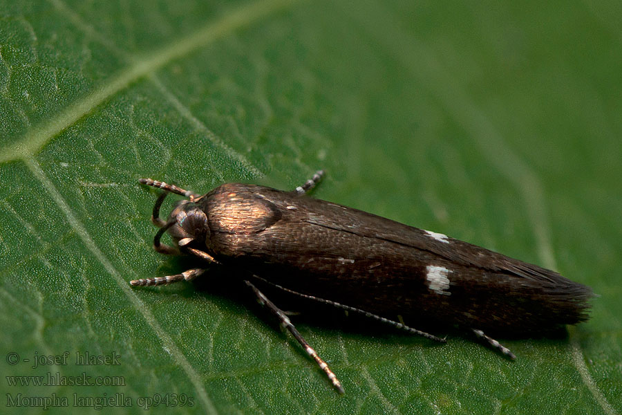 Zwarte heksenkruidmot Mompha langiella