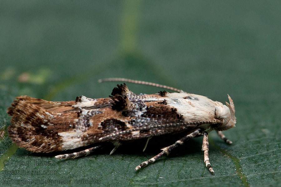 Mompha propinquella Marbled Cosmet Psotička bielohrudná