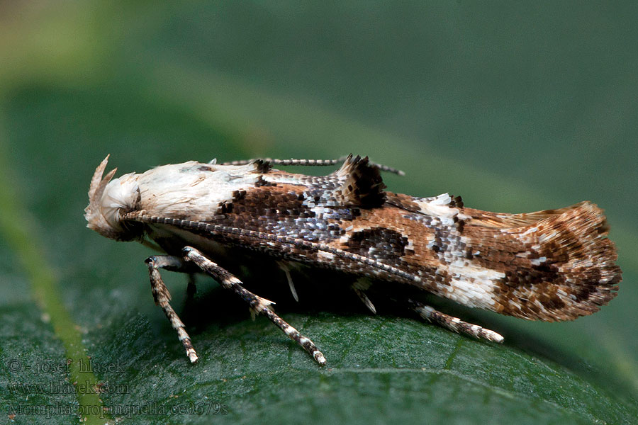 Mompha propinquella Bonte wilgenroosjesmot Kirjotupsukoi