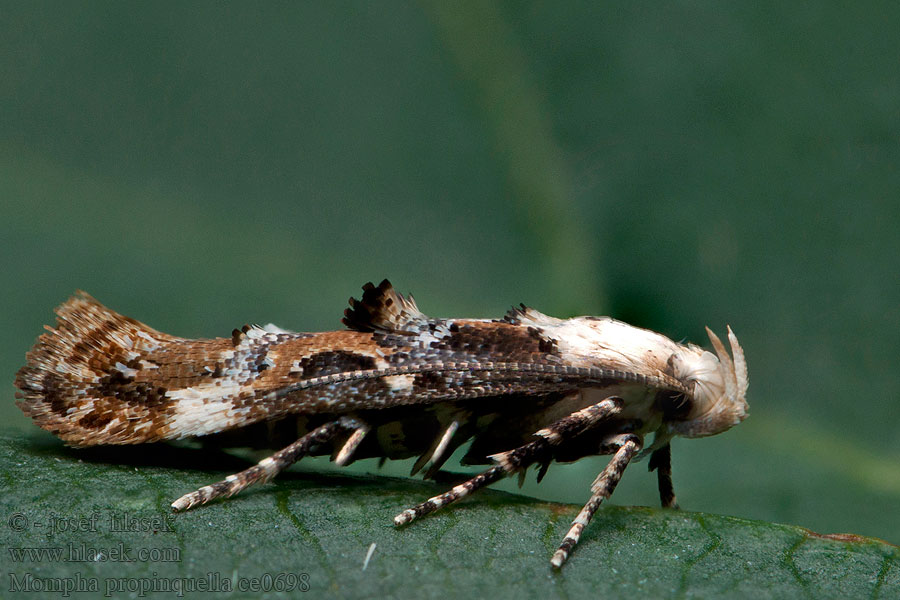 Psotička bielohrudná Mompha propinquella