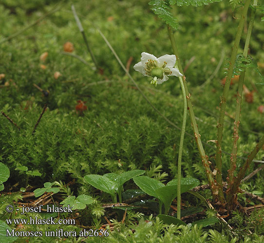 Moneses uniflora Pyrola uniflora Tähtitalvikki Eenbloemig wintergroen