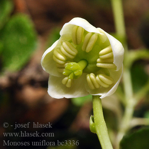 Pyrole uniflore Pirola uniflora Perisorul Jednokvietok veľkokvetý