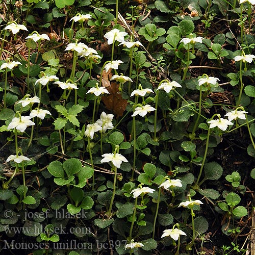 Jednokvietok veľkokvetý Moneses uniflora Pyrola uniflora