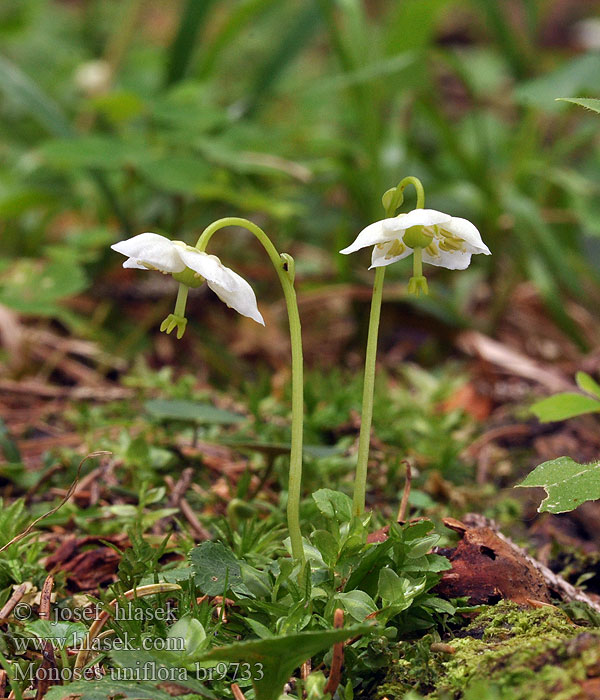 Moneses uniflora Pyrola Jednokvítek velekvětý